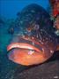 foto de buceo