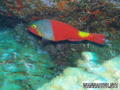 foto de buceo