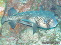 foto de buceo