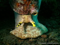 foto de buceo