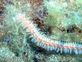foto de buceo