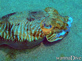 foto de buceo