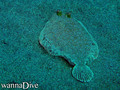 foto de buceo