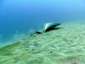 foto de buceo