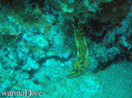 foto de buceo