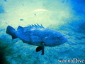 foto de buceo