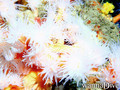 foto de buceo