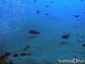 foto de buceo