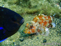 foto de buceo
