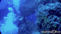 foto de buceo