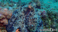 foto de buceo