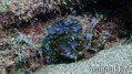 foto de buceo