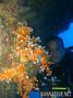 foto de buceo
