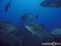 foto de buceo