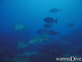 foto de buceo