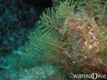 foto de buceo