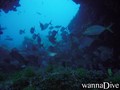 foto de buceo