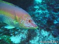 foto de buceo