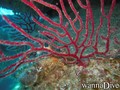 foto de buceo