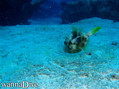 foto de buceo