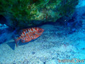 foto de buceo