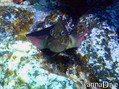 foto de buceo