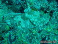 foto de buceo