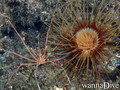 foto de buceo