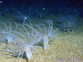 foto de buceo
