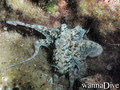 foto de buceo