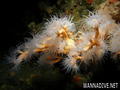 foto de buceo