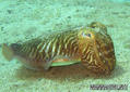 foto de buceo