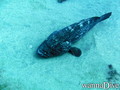 foto de buceo