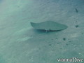 foto de buceo