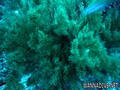 foto de buceo