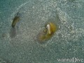 foto de buceo
