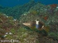 foto de buceo