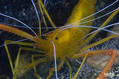 foto de buceo