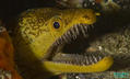 foto de buceo