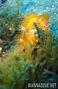 foto de buceo