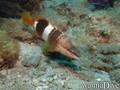 foto de buceo