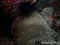 foto de buceo