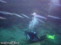 foto de buceo
