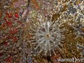 foto de buceo