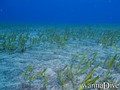 foto de buceo