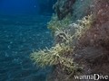 foto de buceo