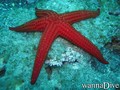 foto de buceo