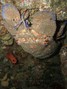 foto de buceo