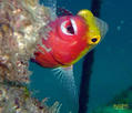foto de buceo