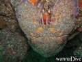 foto de buceo